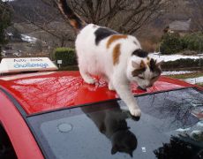 Chat sur le toit d'une voiture